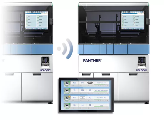 Panther Link på hvid baggrund